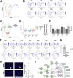 Lysozyme Antibody in Immunohistochemistry (IHC)