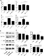 WNT5A Antibody in Western Blot (WB)