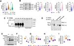 PPAR delta Antibody in Western Blot, Immunoprecipitation (WB, IP)