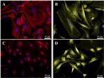 Connexin 26 Antibody in Immunocytochemistry (ICC/IF)