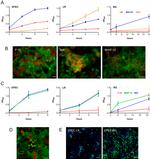 Occludin Antibody in Immunocytochemistry (ICC/IF)