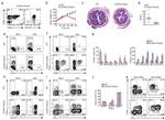 CD45.1 Antibody in Flow Cytometry (Flow)