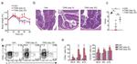 CD45.1 Antibody in Flow Cytometry (Flow)