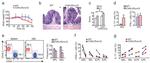 CD45.1 Antibody in Flow Cytometry (Flow)