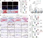 iNOS Antibody in Immunohistochemistry (IHC)