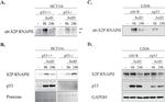 p53 Antibody in Western Blot (WB)