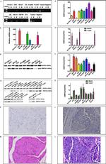 DMRTA2 Antibody in Western Blot, Immunohistochemistry (WB, IHC)