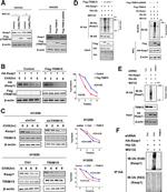 KEAP1 Antibody in Western Blot (WB)