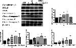 Actin Antibody in Western Blot (WB)