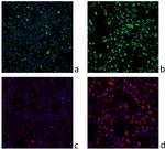 Phospho-Histone H2A.X (Ser139) Antibody in Immunocytochemistry (ICC/IF)