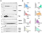 P-Glycoprotein Antibody in Western Blot (WB)