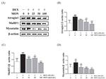 Myostatin Antibody in Western Blot (WB)