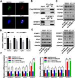 SFMBT1 Antibody in Western Blot, Immunocytochemistry, Immunoprecipitation (WB, ICC/IF, IP)