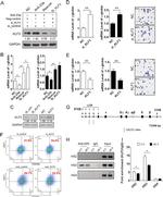 CD235a (Glycophorin A) Antibody in Flow Cytometry (Flow)