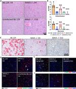 CLEC4F Antibody in Immunohistochemistry (IHC)