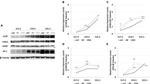 FOXJ1 Antibody in Western Blot (WB)