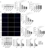 KIM-1 Antibody in Western Blot (WB)