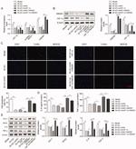 KIM-1 Antibody in Western Blot (WB)