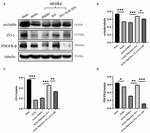 Occludin Antibody in Western Blot (WB)