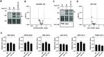 VAT1 Antibody in Western Blot (WB)