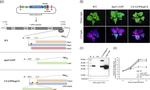 GFP Antibody in Western Blot (WB)