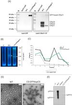 GFP Antibody in Western Blot (WB)