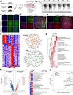 NDRG2 Antibody in Immunohistochemistry (IHC)