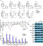 CD183 (CXCR3) Antibody in Flow Cytometry (Flow)