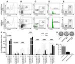 CD34 Antibody in Flow Cytometry (Flow)