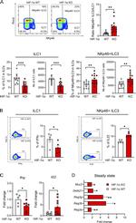 IL-22 Antibody in Flow Cytometry (Flow)