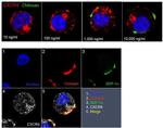 Fluorescein/Oregon Green Antibody in Immunocytochemistry (ICC/IF)