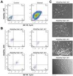 CD140a (PDGFRA) Antibody in Flow Cytometry (Flow)