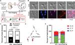 SOX2 Antibody in Immunocytochemistry (ICC/IF)