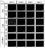 SOX2 Antibody in Immunocytochemistry (ICC/IF)