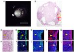 SOX2 Antibody in Immunocytochemistry (ICC/IF)