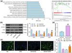 WNT1 Antibody in Western Blot (WB)