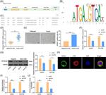 NSD2 Antibody in Immunocytochemistry (ICC/IF)