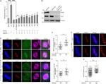 MAD1 Antibody in Immunocytochemistry (ICC/IF)