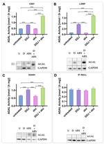 alpha Galactosidase Antibody in Western Blot (WB)