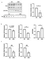 O-linked N-acetylglucosamine (O-GlcNAc) Antibody in Western Blot (WB)