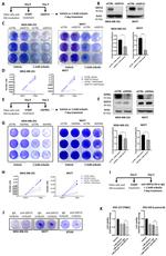 GDF15 Antibody in Inhibition Assays (IA)