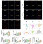 BMP-2 Antibody in Immunohistochemistry (IHC)