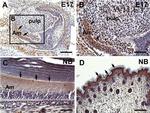 ORAI2 Antibody in Immunohistochemistry (IHC)