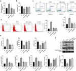 Bcl-2 Antibody in Western Blot (WB)