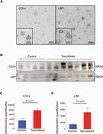 LBP Antibody in Western Blot (WB)