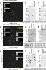 CCDC39 Antibody in Flow Cytometry (Flow)