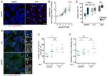 Adenylate Cyclase 3 Antibody in Immunocytochemistry (ICC/IF)