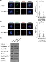 MAD2 Antibody in Immunocytochemistry (ICC/IF)