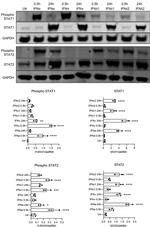 STAT2 Antibody in Western Blot (WB)