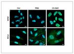 RPL6 Antibody in Immunocytochemistry (ICC/IF)